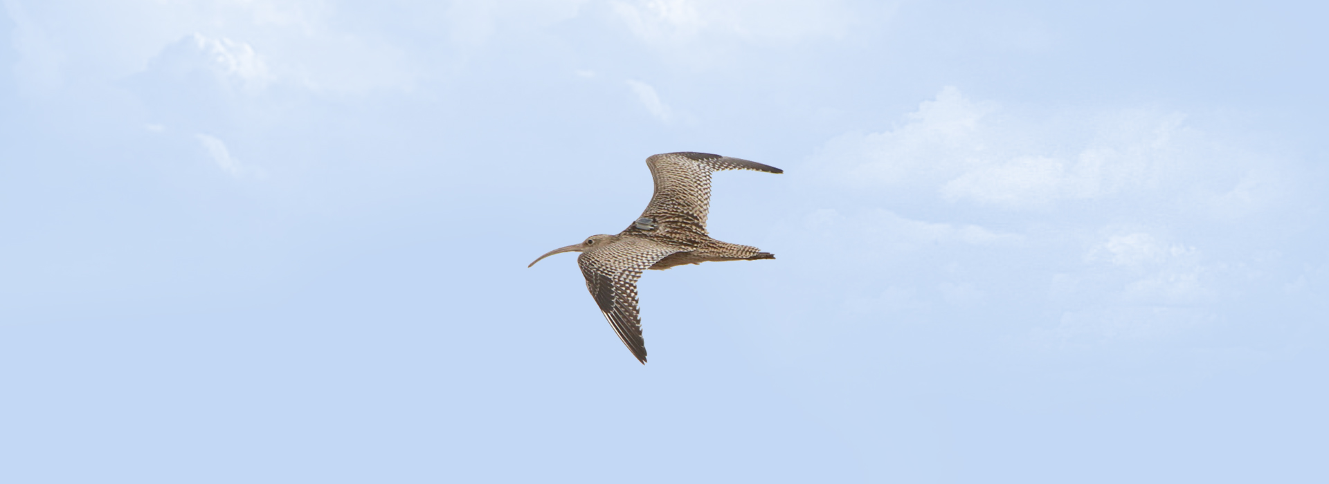 杭州粵海科技有限公司_鳥類追蹤器_鳥類跟蹤器